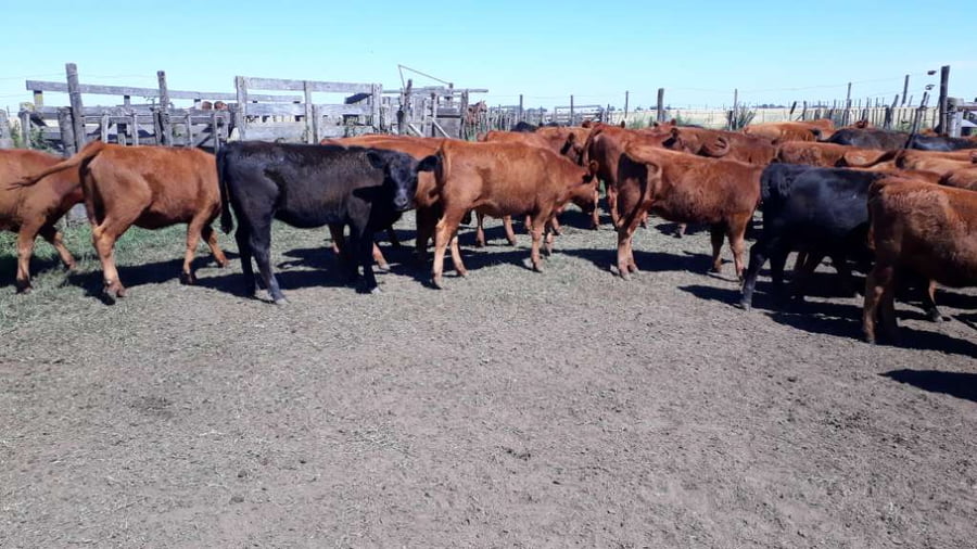 Lote 65 Terneras en Gral. Lamadrid, Buenos Aires