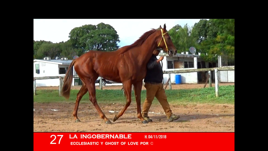 Lote LA INGOBERNABLE