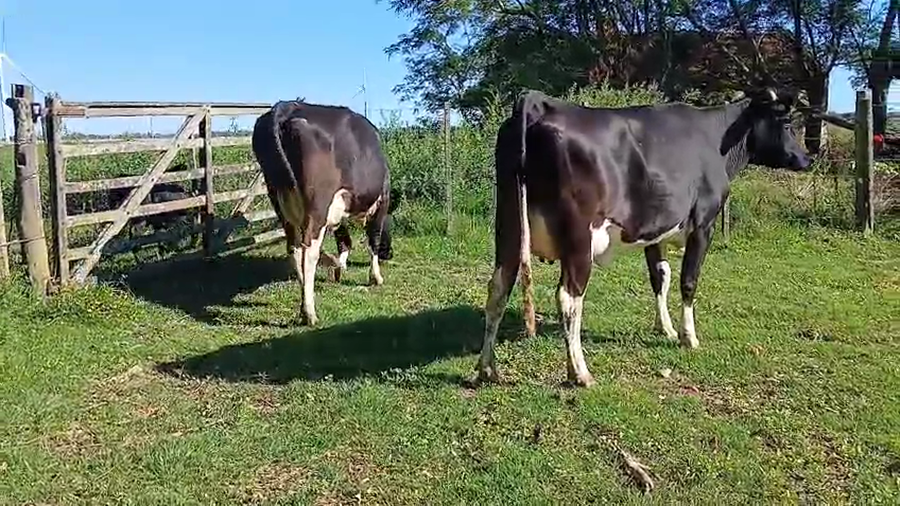 Lote 2 Vaquillonas  a remate en Pantalla Camy - Aniversario 31 Años 480kg - , San José