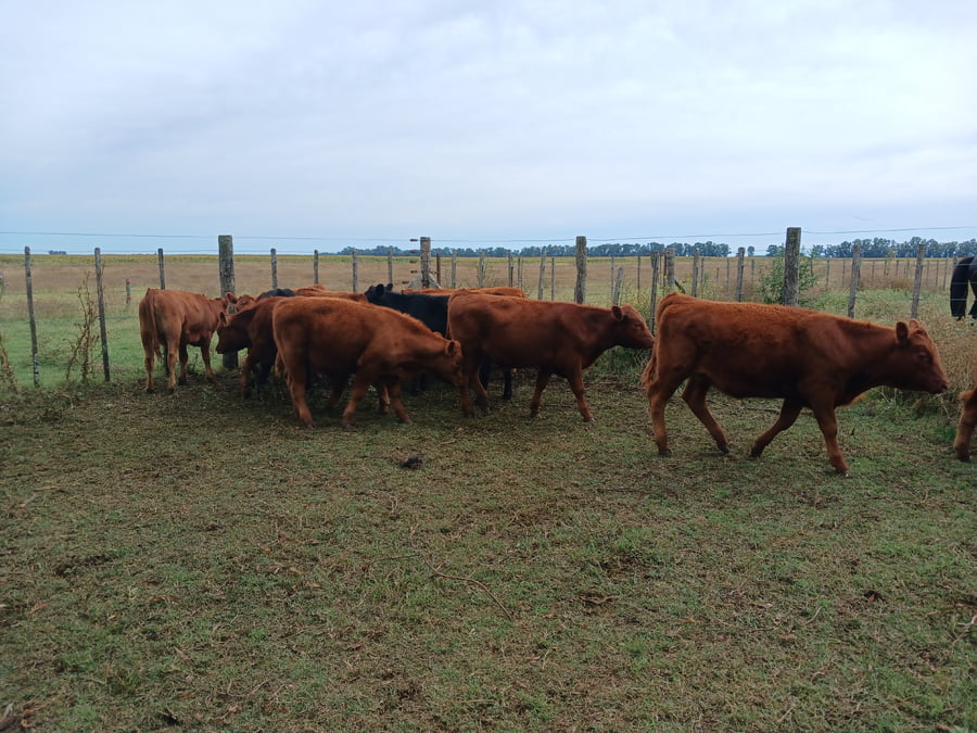 Lote 20 Terneros/as en Rauch