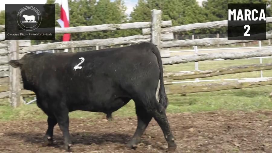 Lote 1 Toro