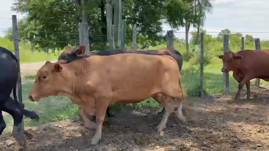 Lote 28 Vacas medio uso C/ gtia de preñez