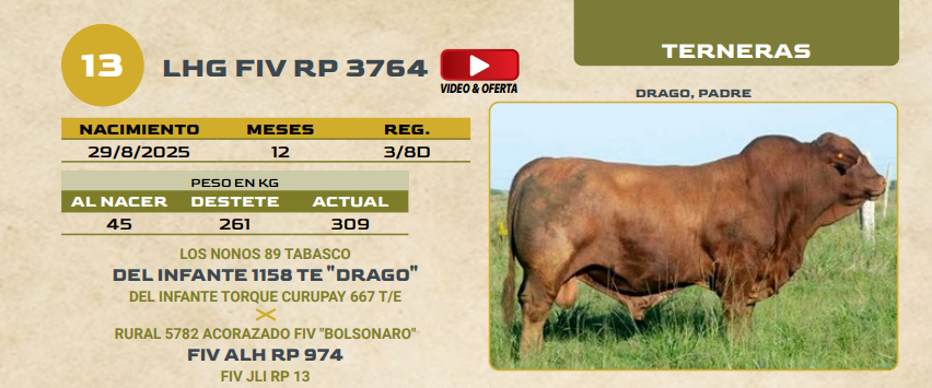 Lote LOTE 13