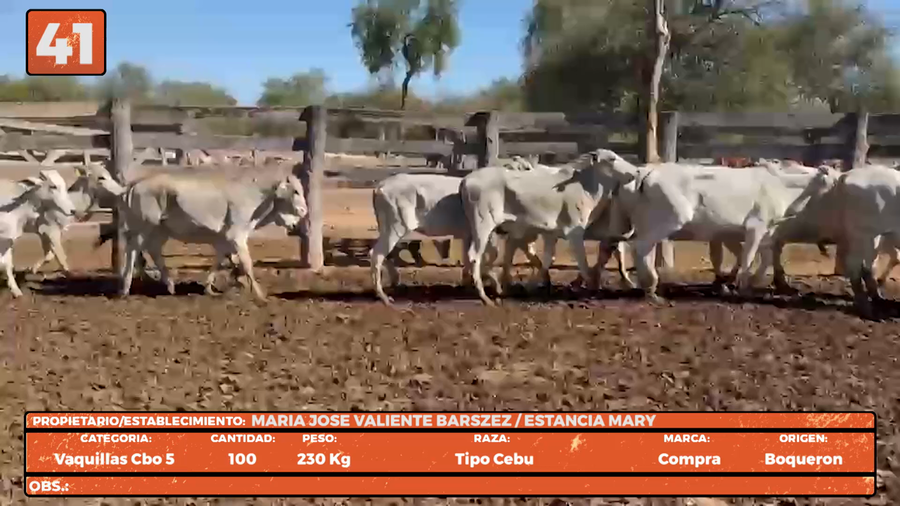 Lote LOTE 41