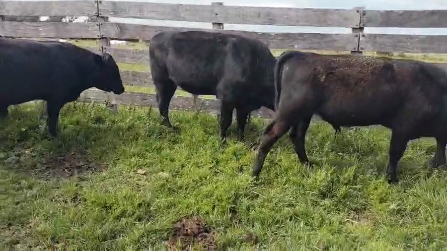 Lote 7 Terneros a remate en Pantalla Camy, San José