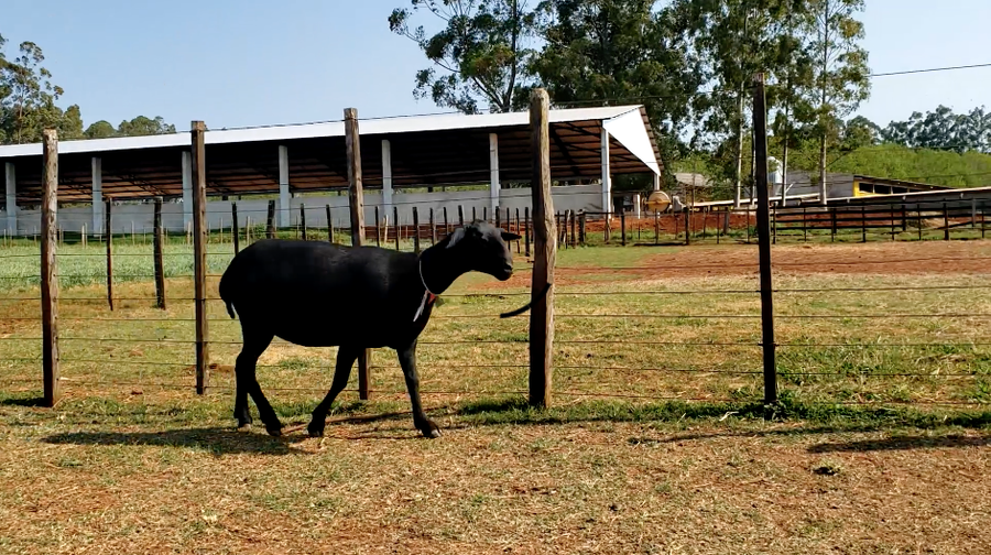 Lote Hembra P1 a remate en 1° Feria Online APCO Dorper y Santa Inés en Santa Rita