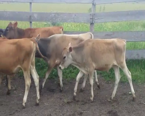 Lote (Vendido)6 Terneros YERSEY 140kg -  en COLONIA AMERICA