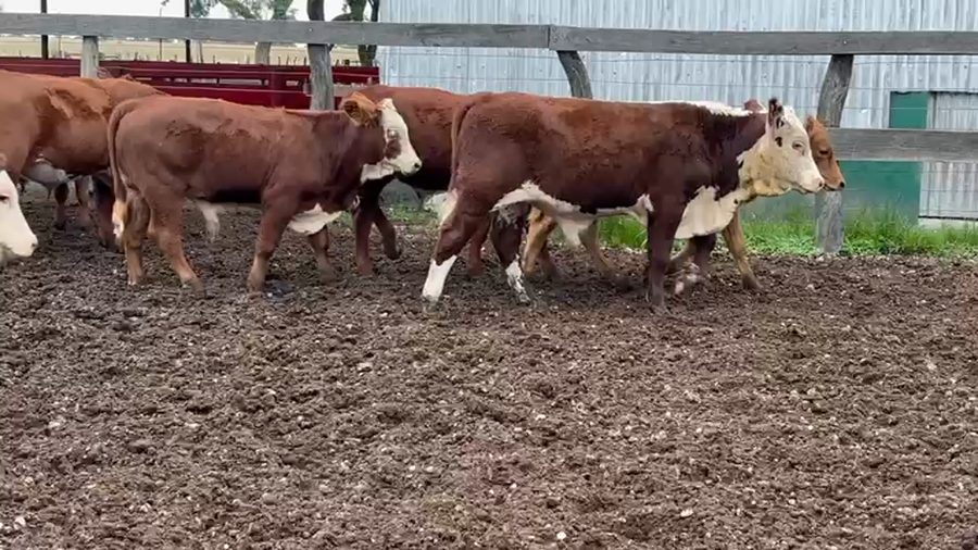 Lote 110 Terneros en Corrientes, Bonpland