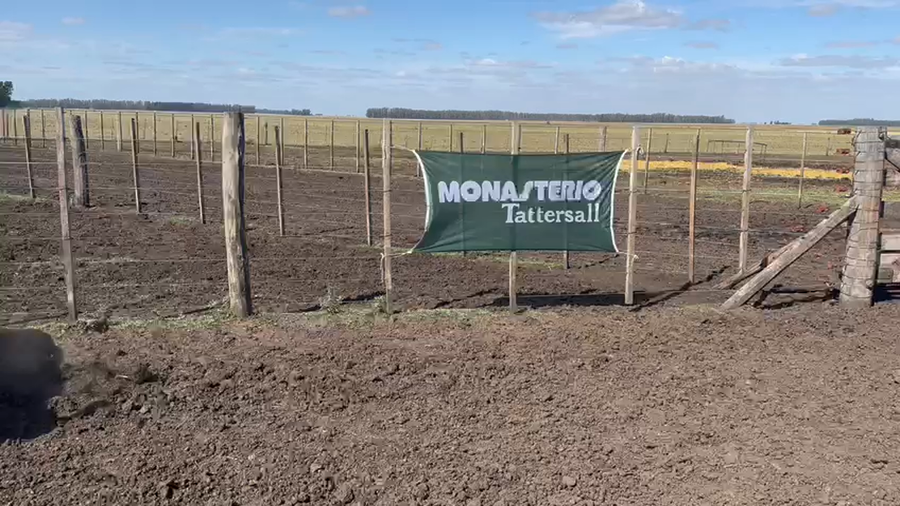 Lote 6 Toros de invernar en Tres Arroyos, Buenos Aires