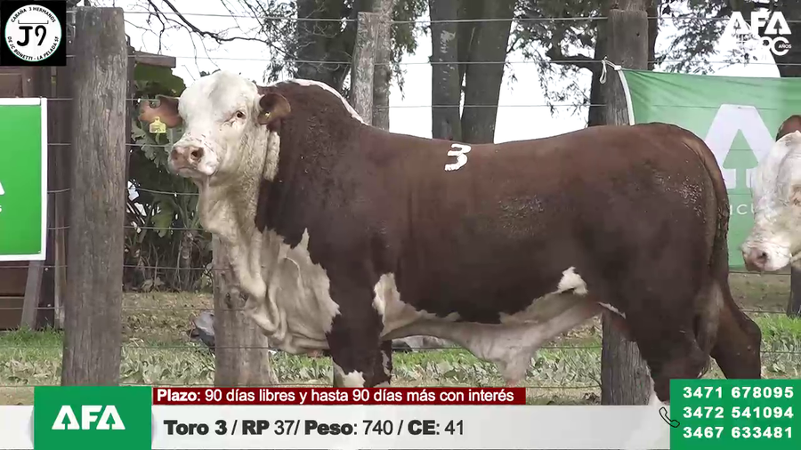 Lote "Cabaña ""3 HERMANOS"" Toros"