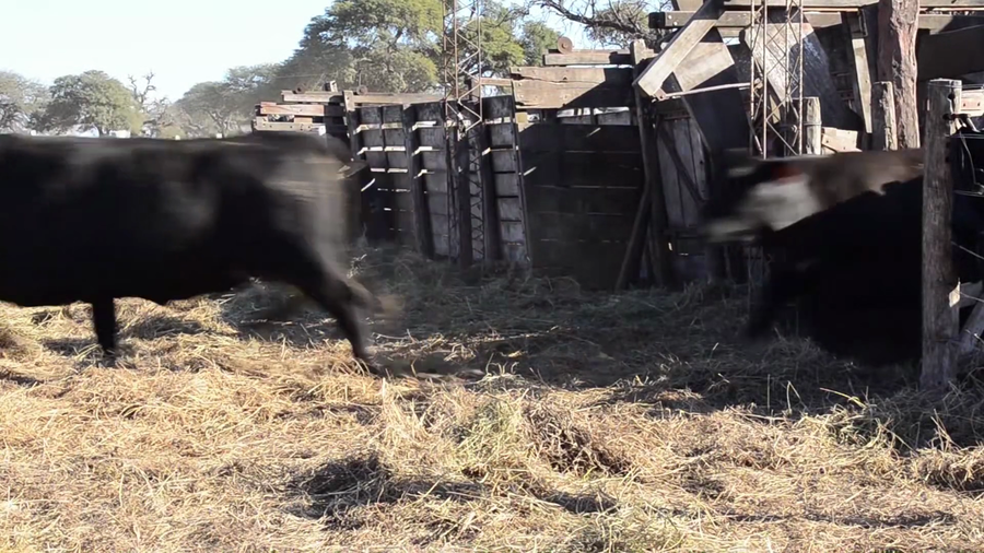 Lote Vaquillonas Brangus - Don Chiquito