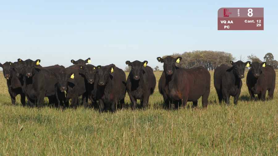 Lote VAQUILLONAS ANGUS NEGRAS PURAS CONTROLADAS C/GTÍA DE PREÑEZ