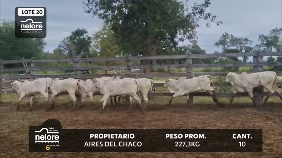 Lote LOTE 20