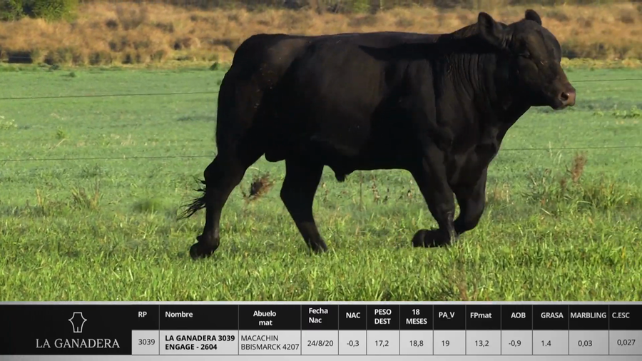 Lote LA GANADERA 3039 ENGAGE - 2604