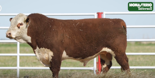 Lote TOROS GENERALES, CONTROLADOS Y REGISTRADOS