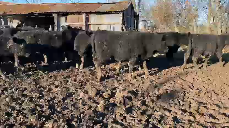 Lote 75 Terneros en Entre Ríos, Urdinarrain