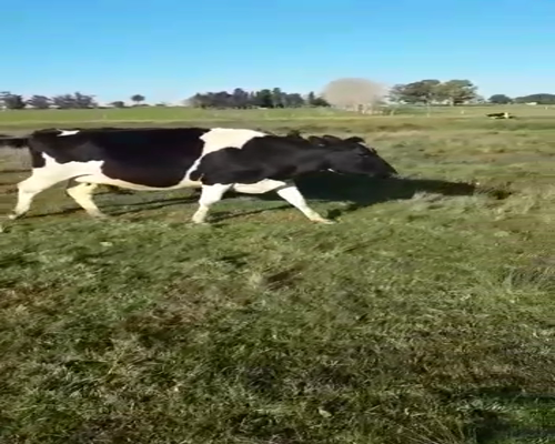 Lote Vacas de Invernada a remate en Pantalla Aniversario 500kg - , San José