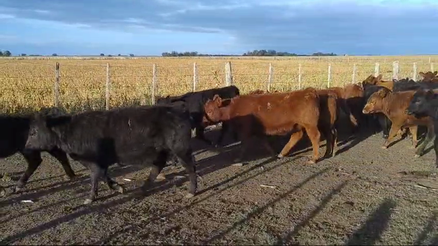 Lote 48 Terneros en Buenos Aires, Necochea