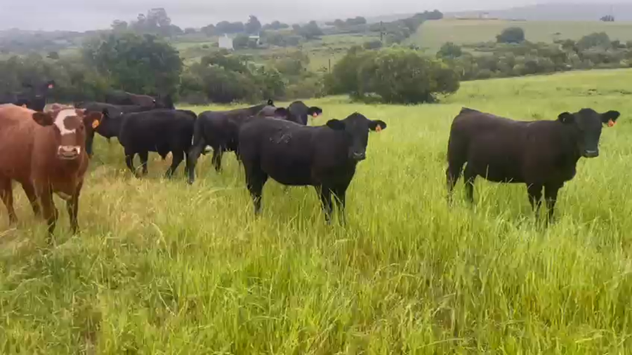 Lote 20 Terneros y Terneras