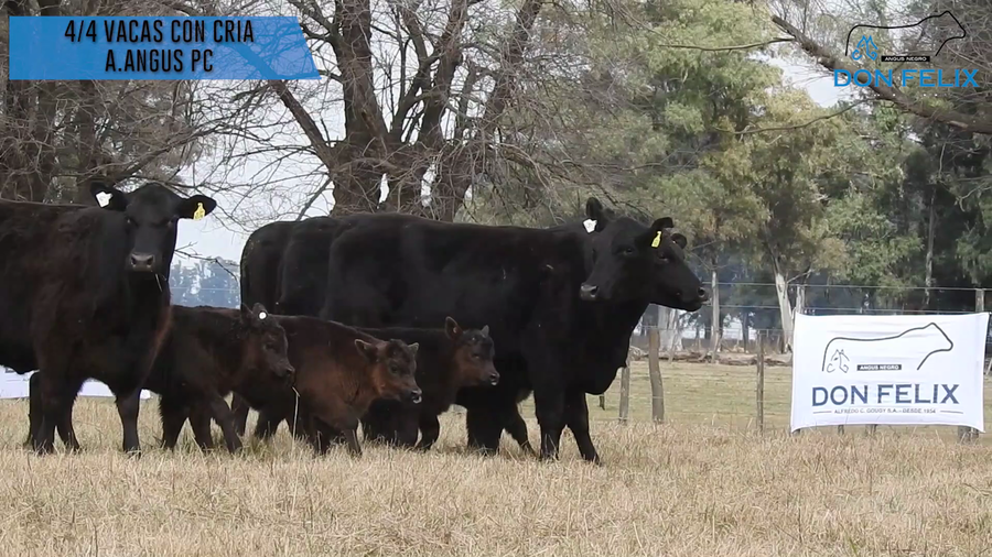 Lote "Cabaña ""Don Felix"" Vaquillonas PC"
