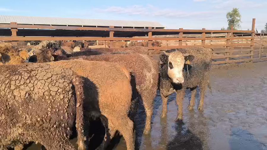 Lote 20 Vaquilla Gorda en Los Ángeles, VIII Región Biobío