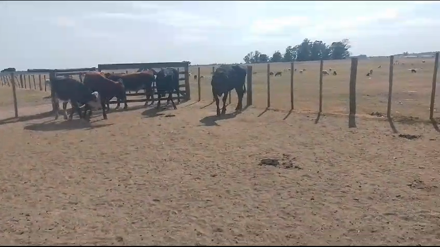 Lote 5 Novillos Hereford Cruza a remate en Pantalla Camy en Carreton