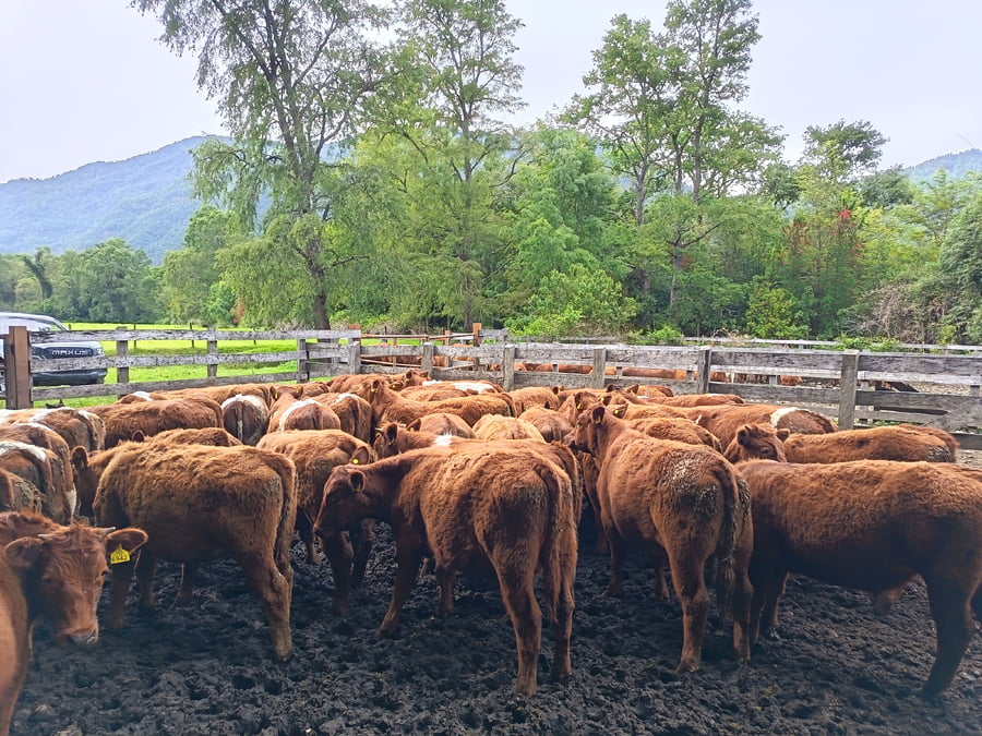 Lote 55 Novillo Engorda en Futrono, XIV Región Los Ríos