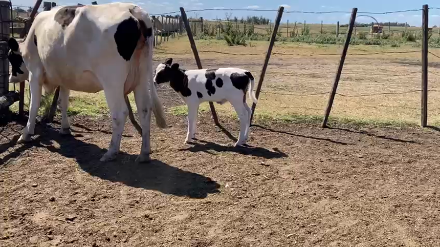 Lote Vaquillona Parida