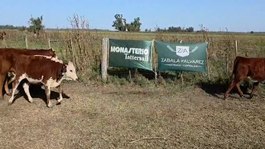 Lote 47 Terneros/as en Buenos Aires, Bolívar