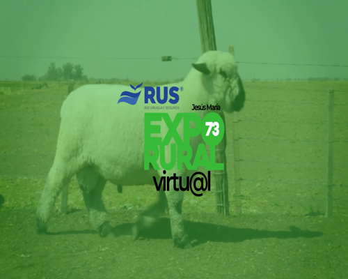 Lote CARNERO HAMPSHIRE DOWN