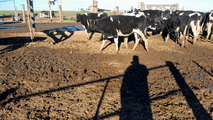 Lote 20 Vaquillonas Holando Argentino p/ entorar en Col. 10 de Julio, Córdoba
