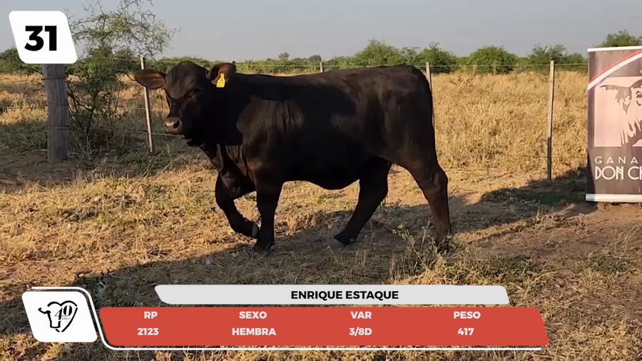 Lote LOTE 31 - JUNIOR