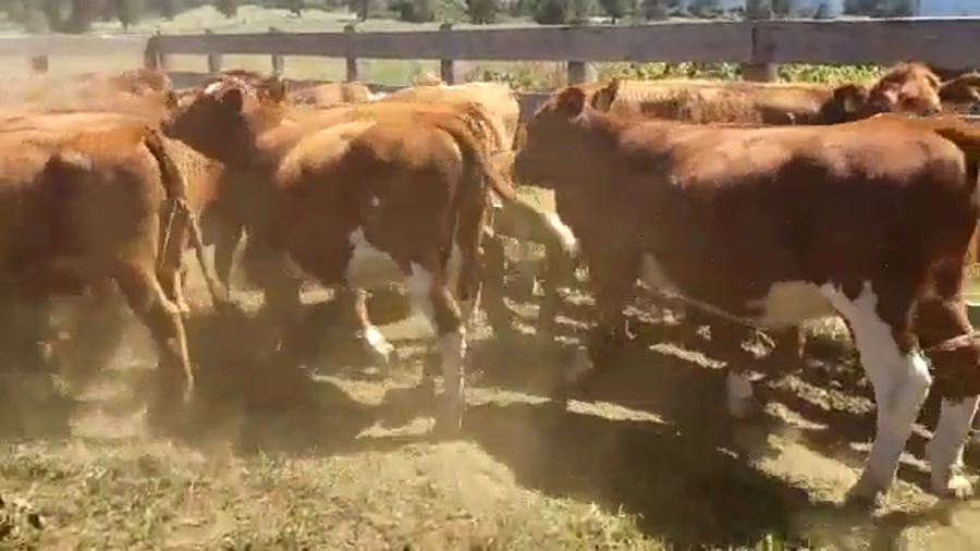 Lote 60 Vaquilla Engorda en Futrono, XIV Región Los Ríos