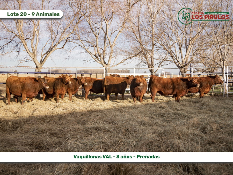 Lote VAQUILLONAS V.A.L. (Vientre Aprobado Limangus)