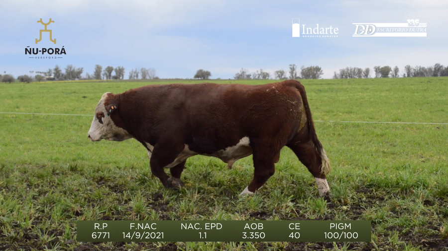 Lote Toros a remate en Remate anual Ñu Porá 2023, Paysandú