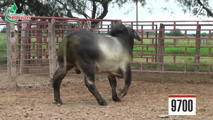 Lote Toros Brahman