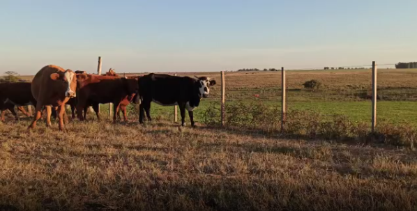 Lote 11 Vaca en Soriano