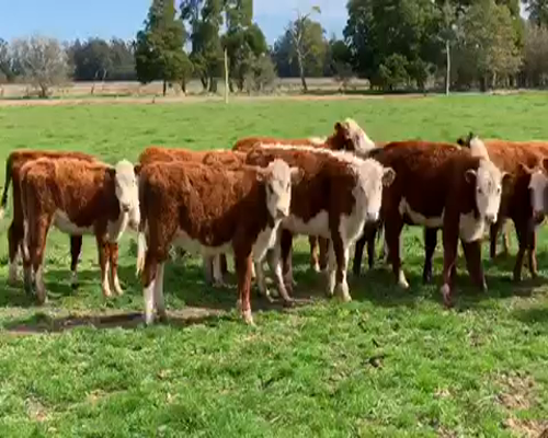 Lote 55 Terneros/as en Castelli, Buenos Aires