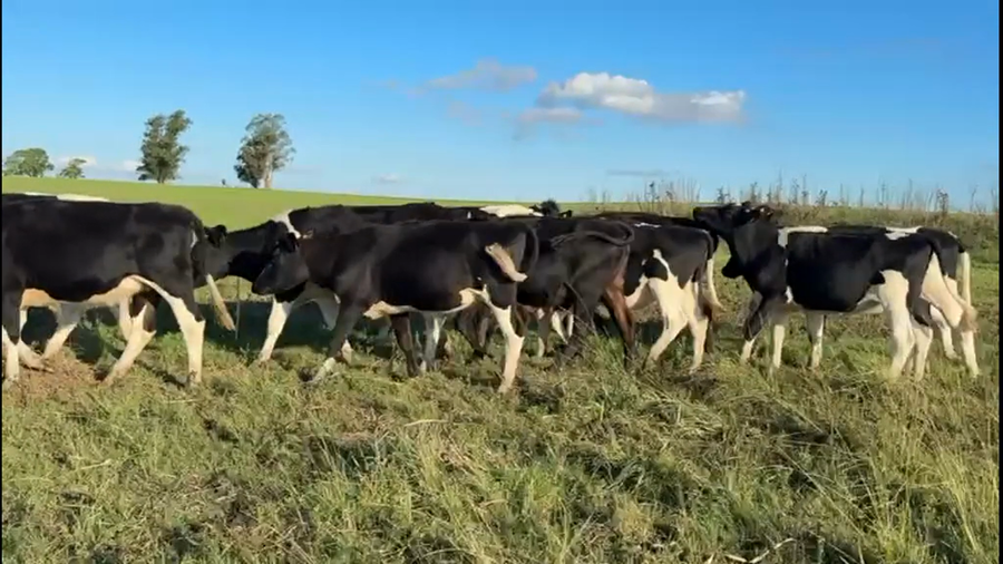 Lote VAQUILLONAS 1 a 2 AÑOS