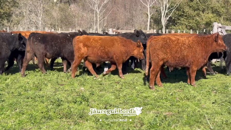 Lote 50 Terneros