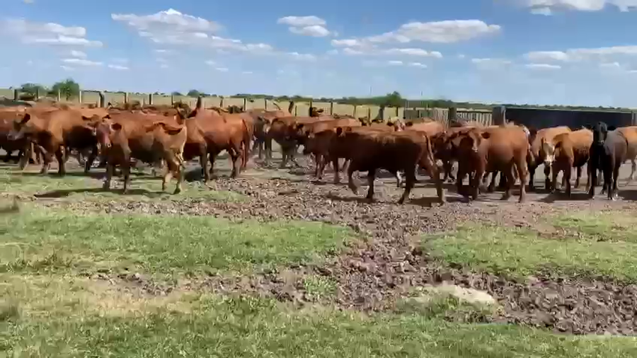 Lote 70 Novillitos