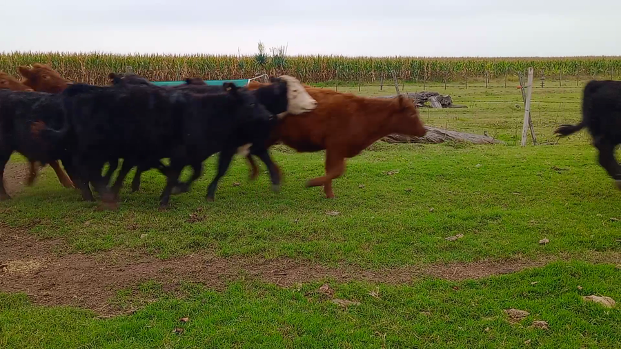 Lote 20 Terneros en Salazar