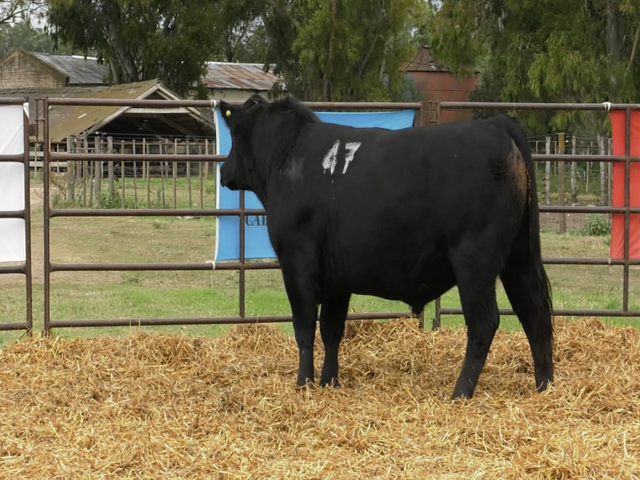 Lote TOROS ANGUS NEGROS PC
