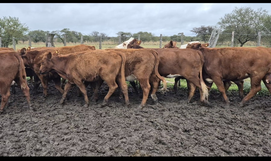 Lote 112 Vaquillonas en Corrientes, Curuzu Cuatia