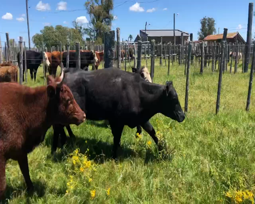 Lote 7 Vaquillonas más de 2 años en Tupambaé, Cerro Largo