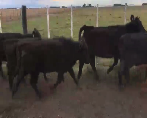 Lote 61 Terneros/as en Balcarce, Buenos Aires