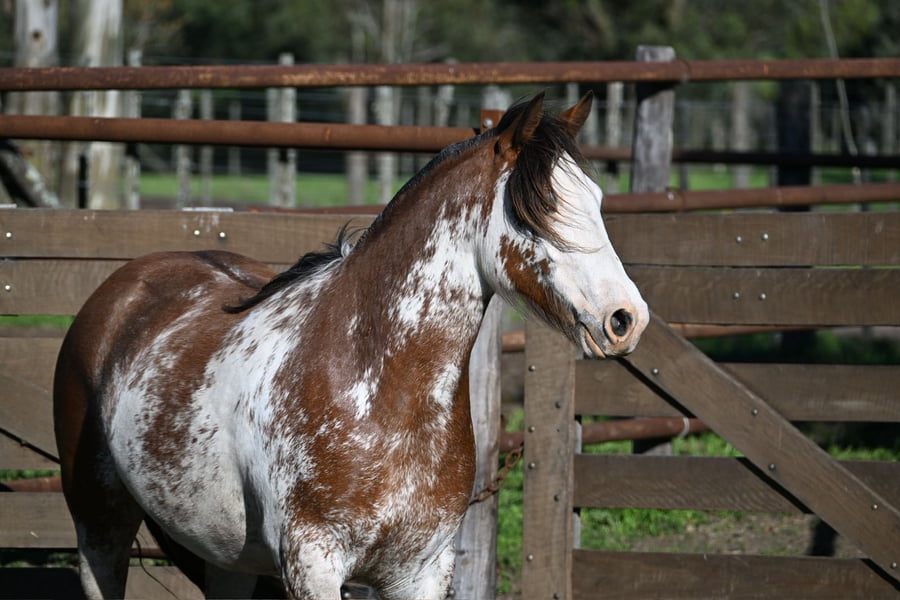 Lote LA BRAVA COQUINA