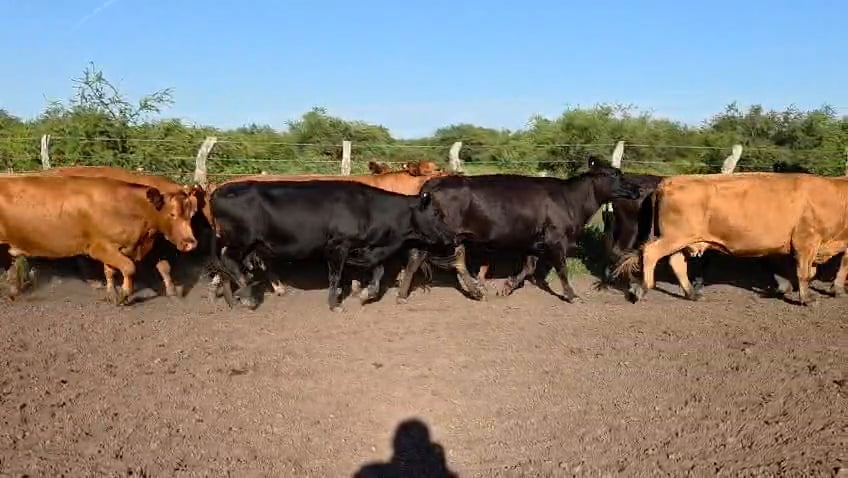 Lote 32 Vacas de invernar en Corrientes, Curuzu Cuatia