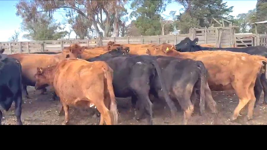 Lote 35 VACAS PREÑADAS