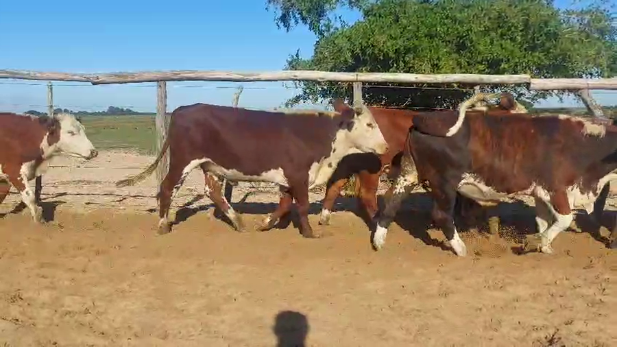 Lote 70 Novillos en Corrientes, Chavarría